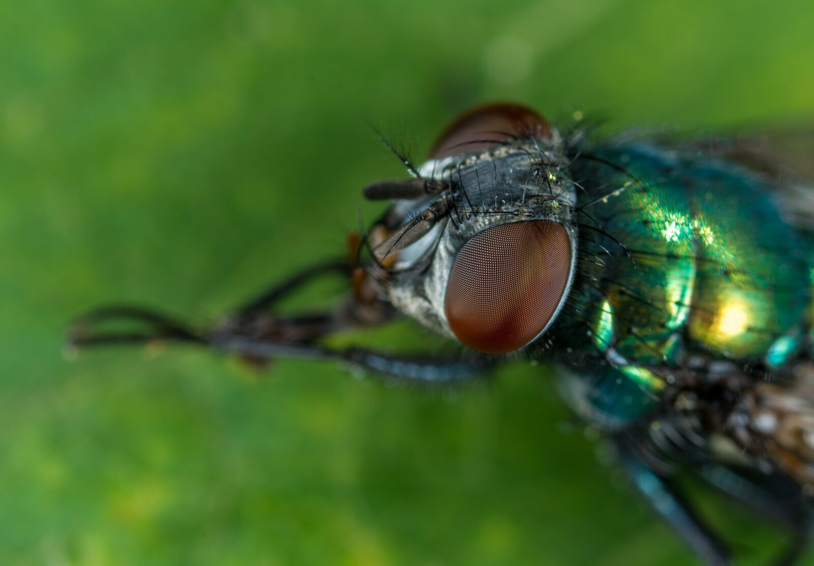 #124 65/2.8 sample photo. Insect, animals, living nature photography