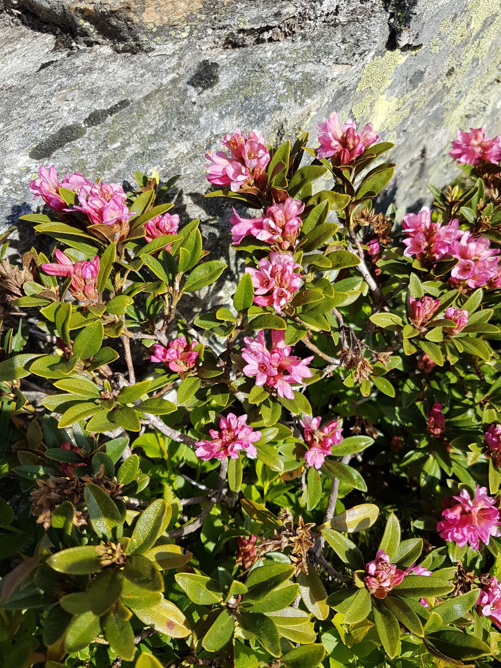 Samsung Galaxy S7 sample photo. Alpine roses, flowers, pink photography