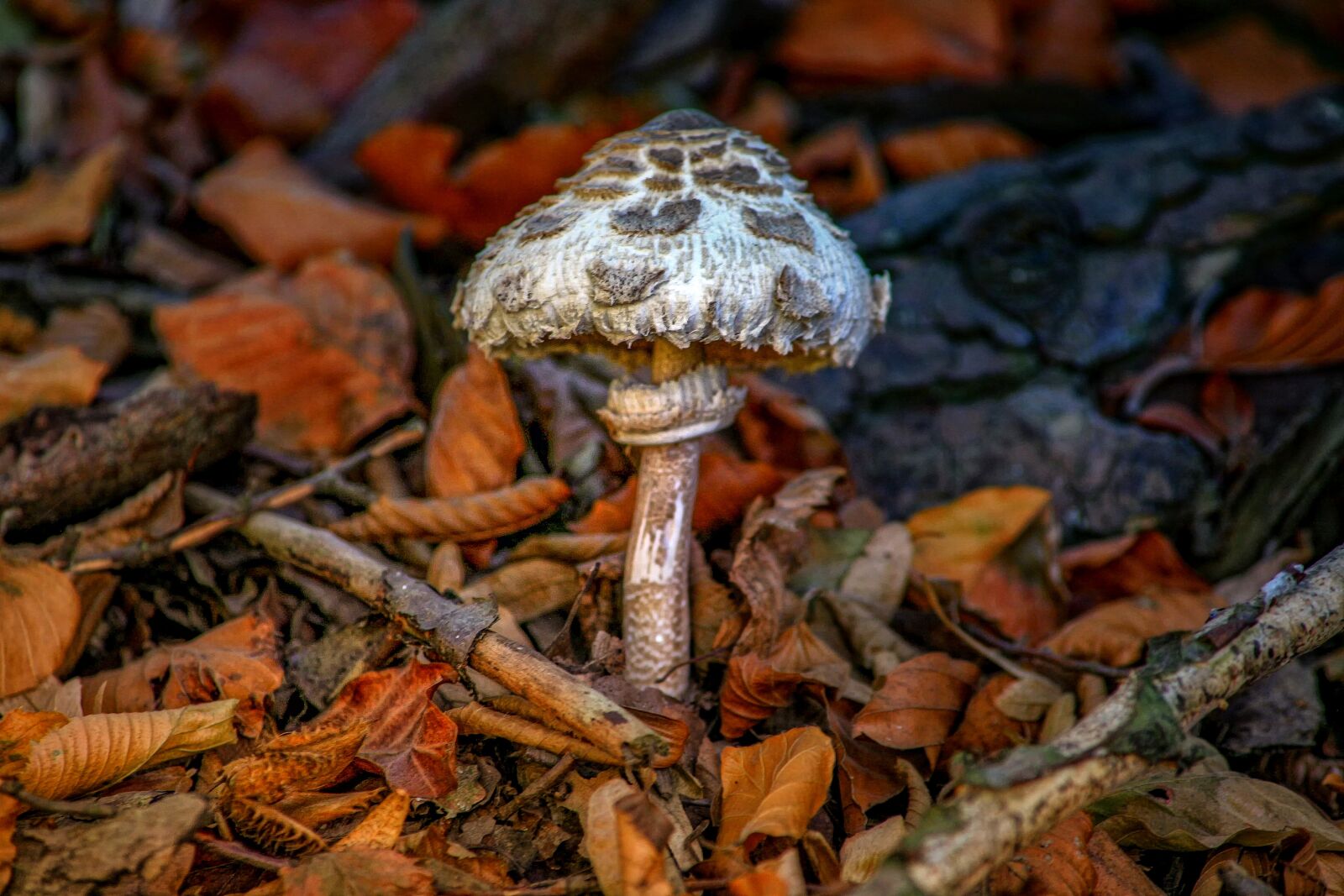 Canon EOS 5D sample photo. Parasol, giant screen fungus photography