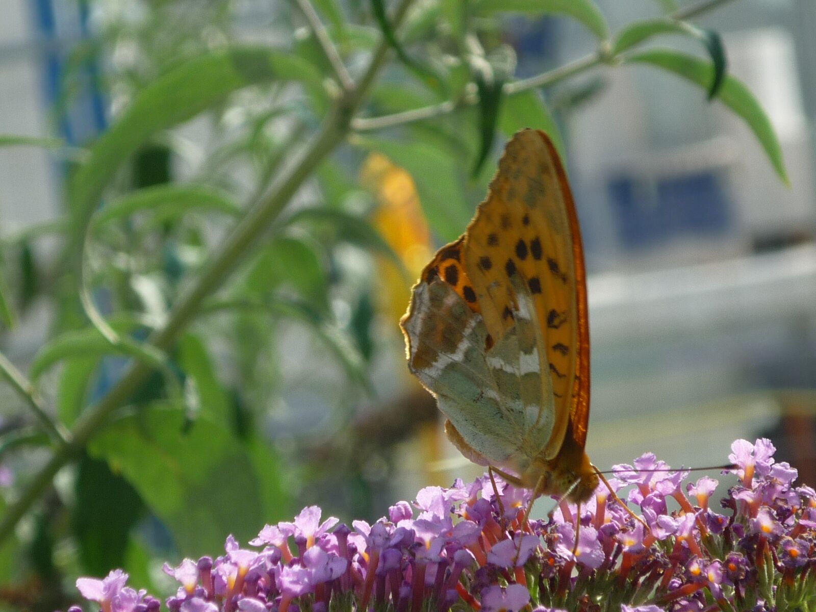 Panasonic Lumix DMC-FS6 sample photo. Vanessa cardui, nature, butterfly photography