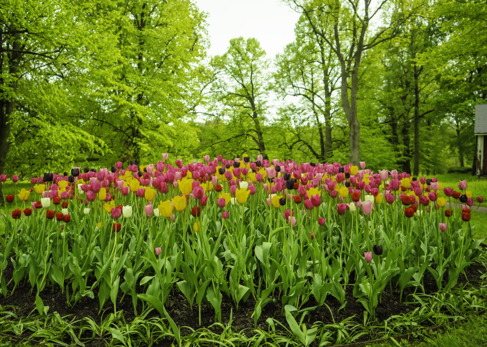 Olympus M.Zuiko Digital ED 12mm F2 sample photo. Tulips, flowers, blossom photography