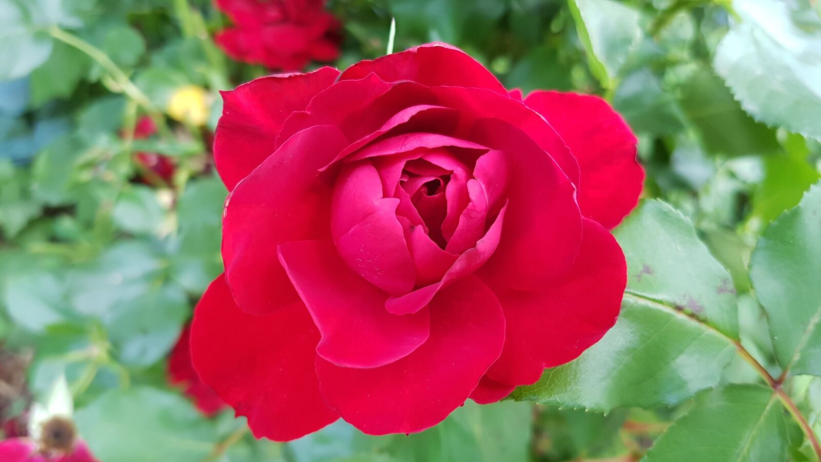Samsung Galaxy S7 sample photo. Rose, blossom, bloom photography