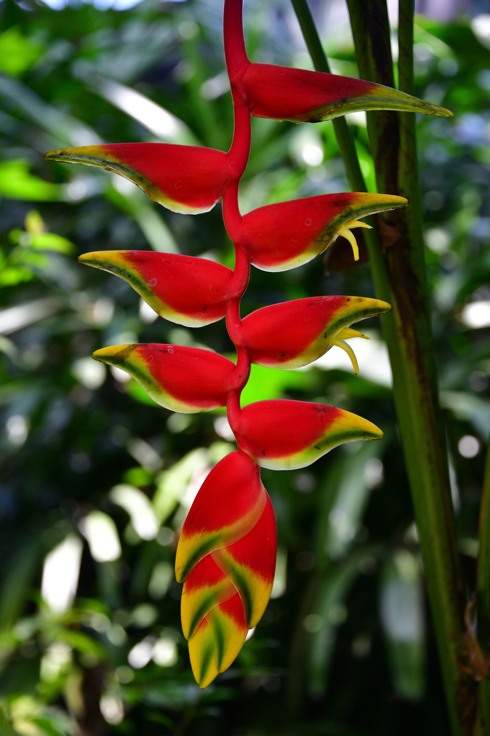 Nikon D850 sample photo. Flower, red, bloom photography