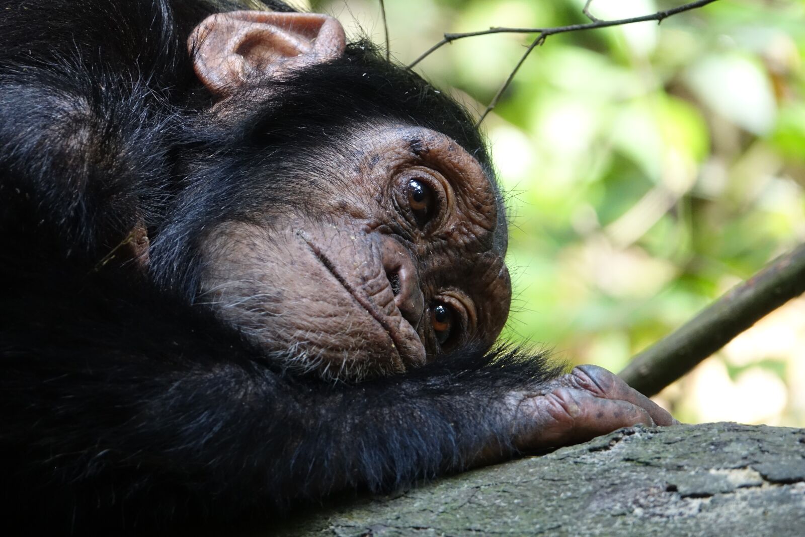 Sony Cyber-shot DSC-RX10 III sample photo. Mammal, primate, ape photography
