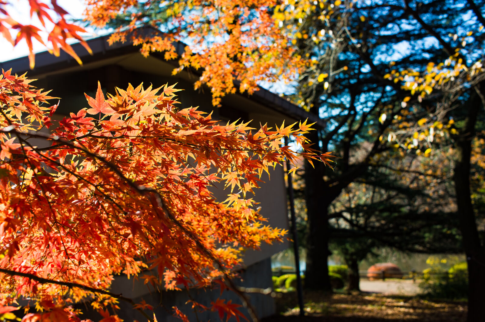 Nikon Df sample photo. Autumn, colours, autumn, leaf photography