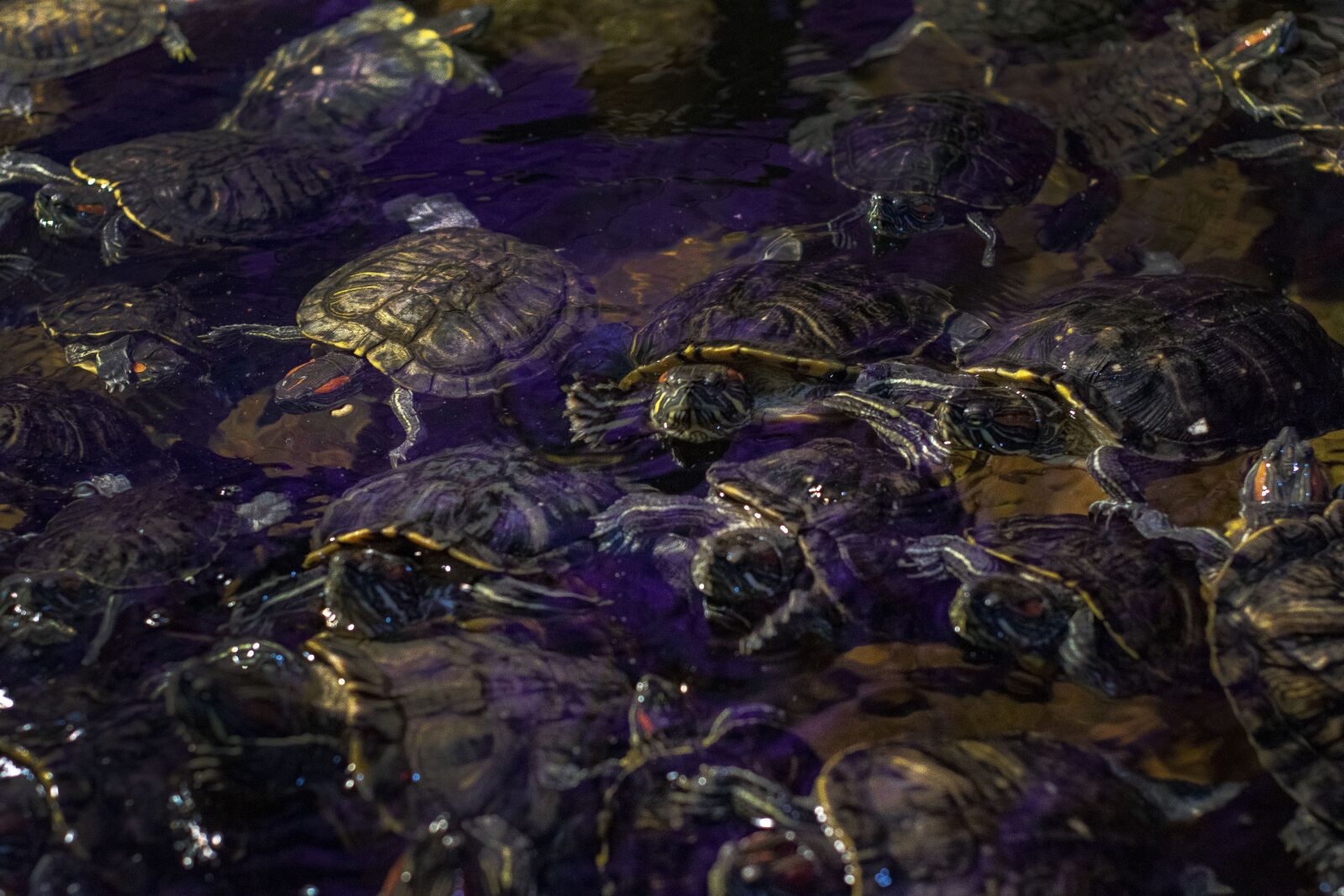 Nikon D3300 sample photo. Turtle, tortoise, water photography