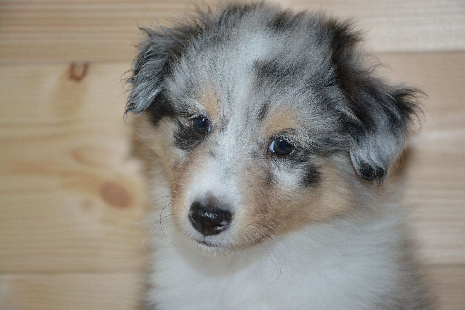 Nikon D5200 sample photo. Dog, pup, puppy photography