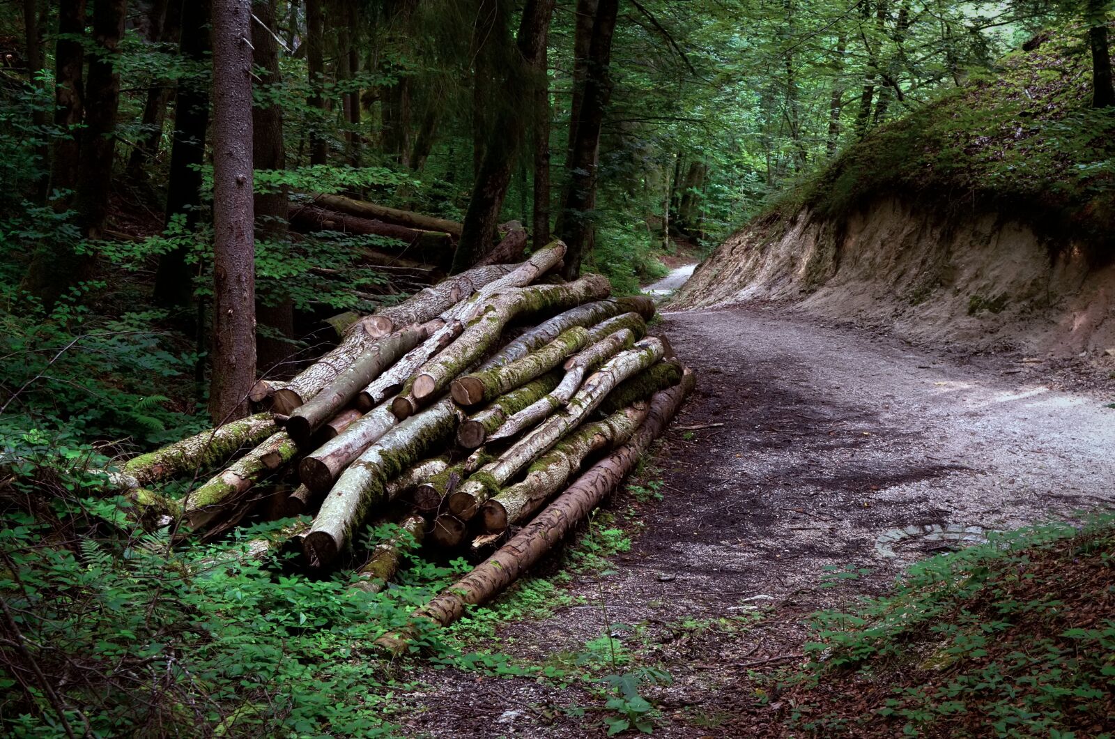 Nikon D7000 sample photo. Wood, forest, forestry photography
