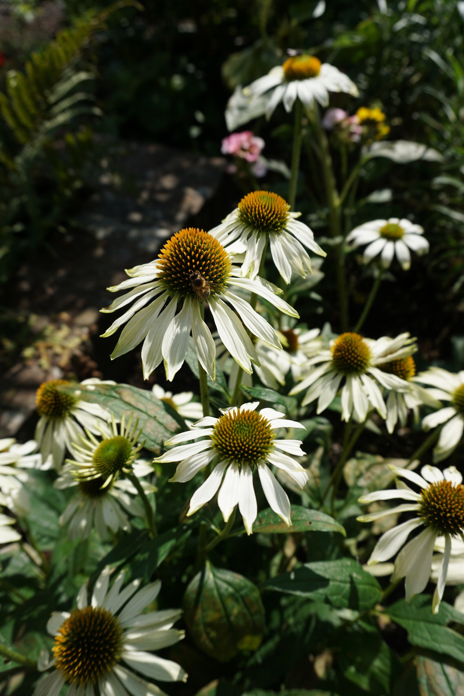 Sony a6000 sample photo. Daisy, daisies, flowers photography