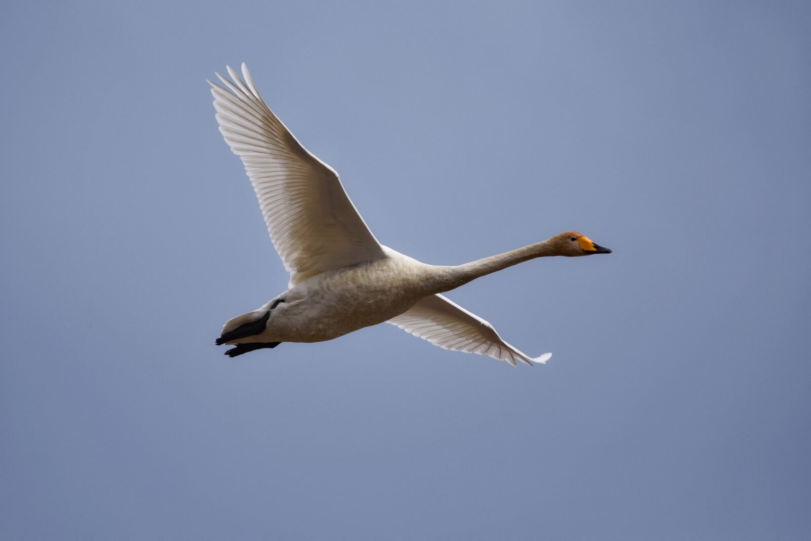 Nikon D7200 sample photo. Animal, sky, bird photography