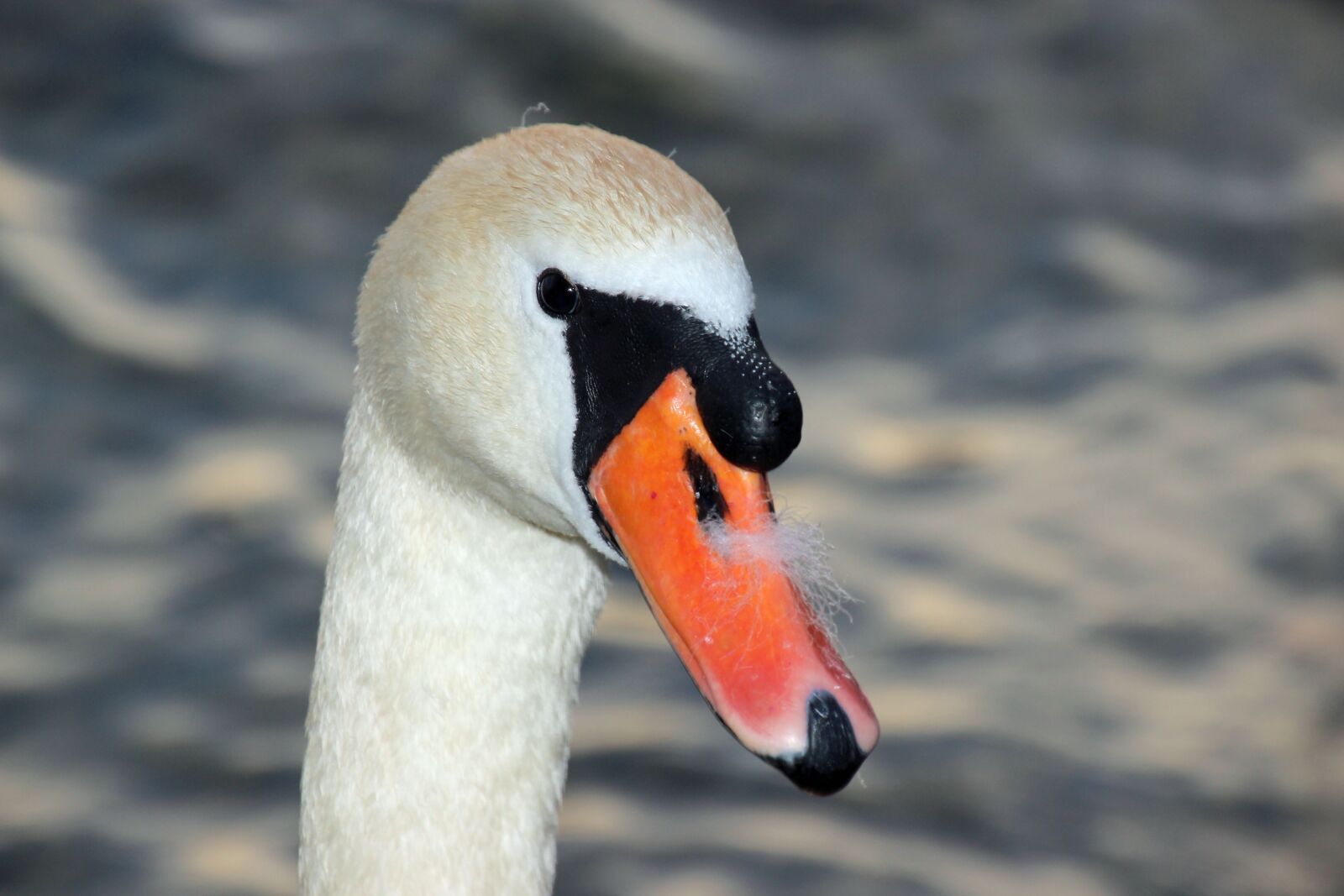 Canon EOS 600D (Rebel EOS T3i / EOS Kiss X5) sample photo. Swan, bill, lake photography
