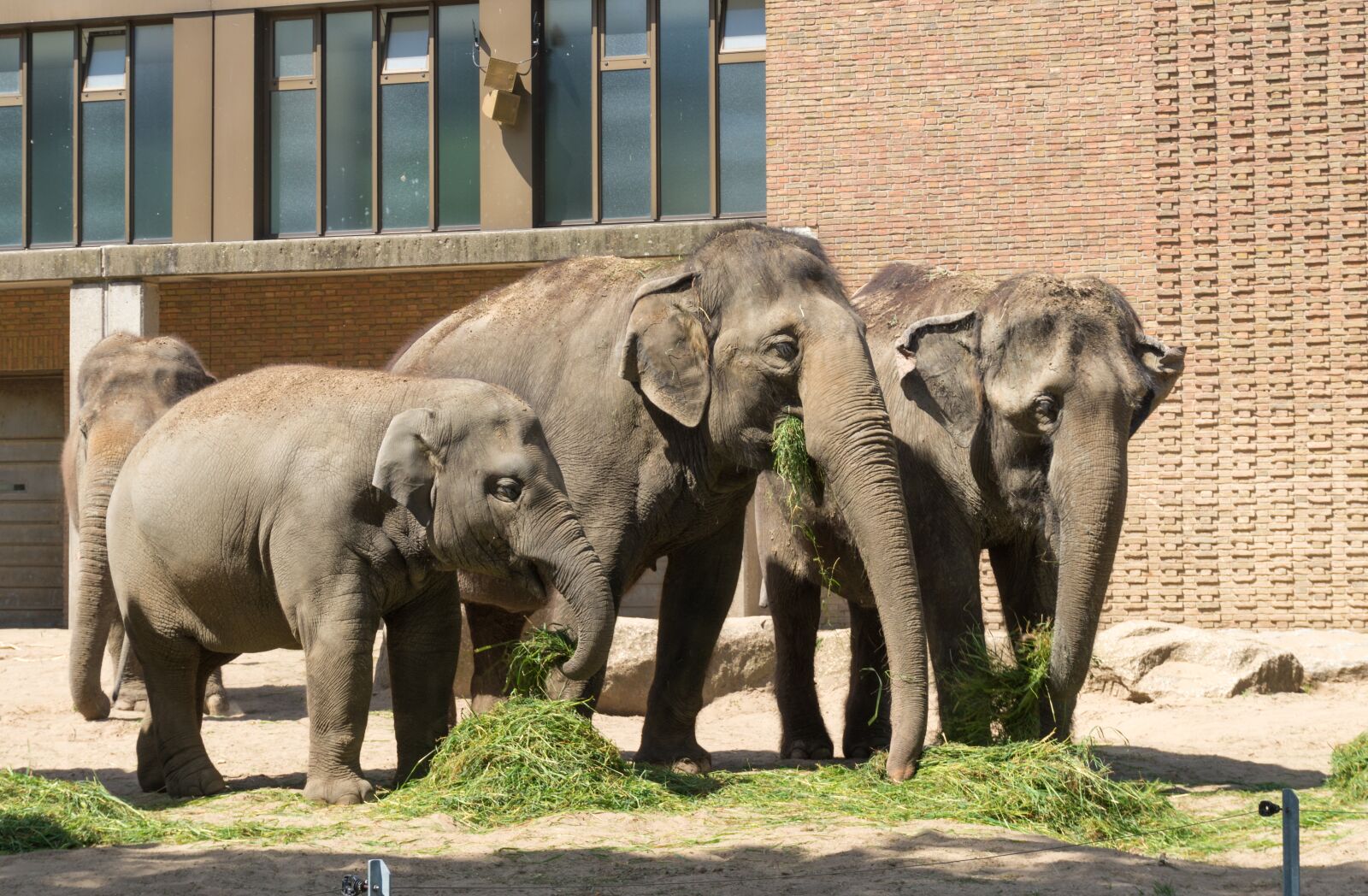 Sony Alpha a5000 (ILCE 5000) sample photo. Elephant, mammal, animal photography