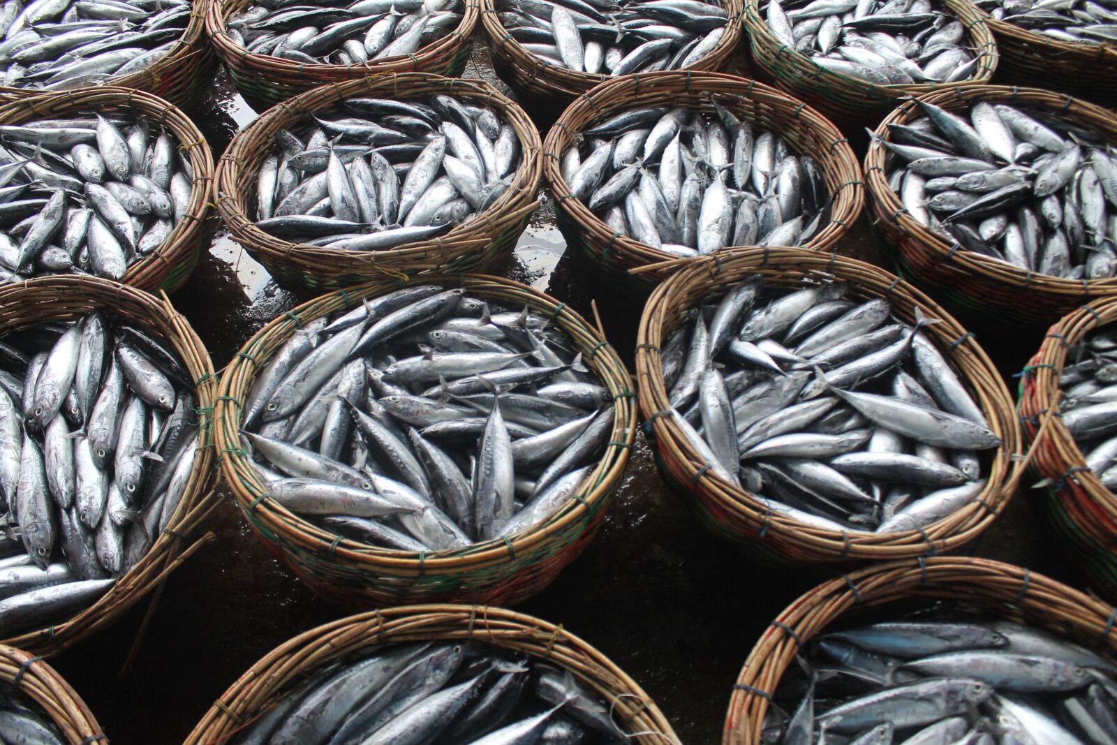Canon EOS 1100D (EOS Rebel T3 / EOS Kiss X50) sample photo. Fish, ocean, indonesia photography