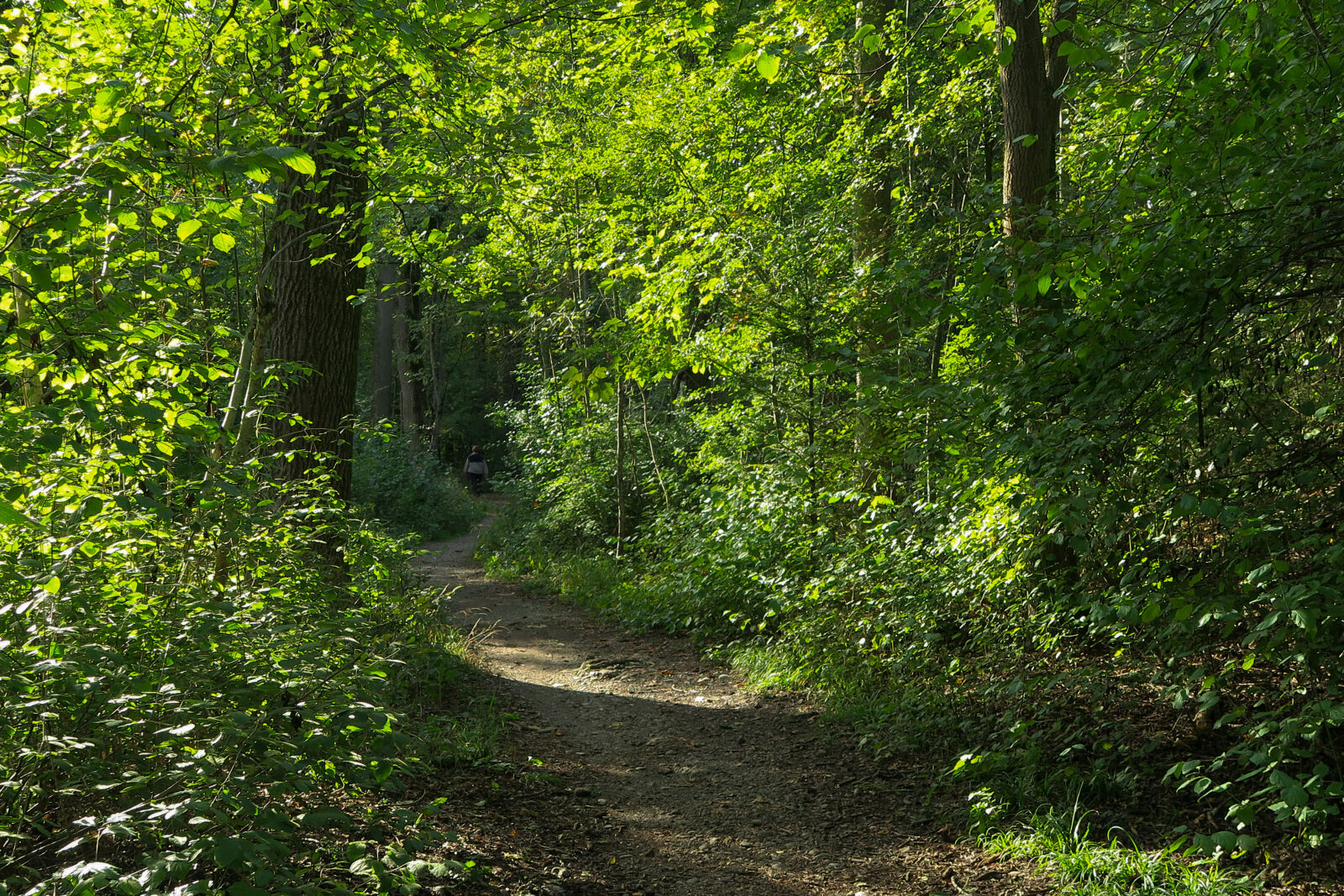 Canon PowerShot G7 X sample photo. Landscape, path, rural, trees photography