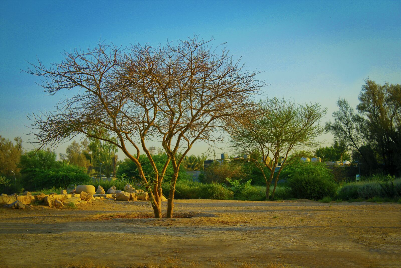 Canon EOS 550D (EOS Rebel T2i / EOS Kiss X4) sample photo. Tree, desert, landscape photography
