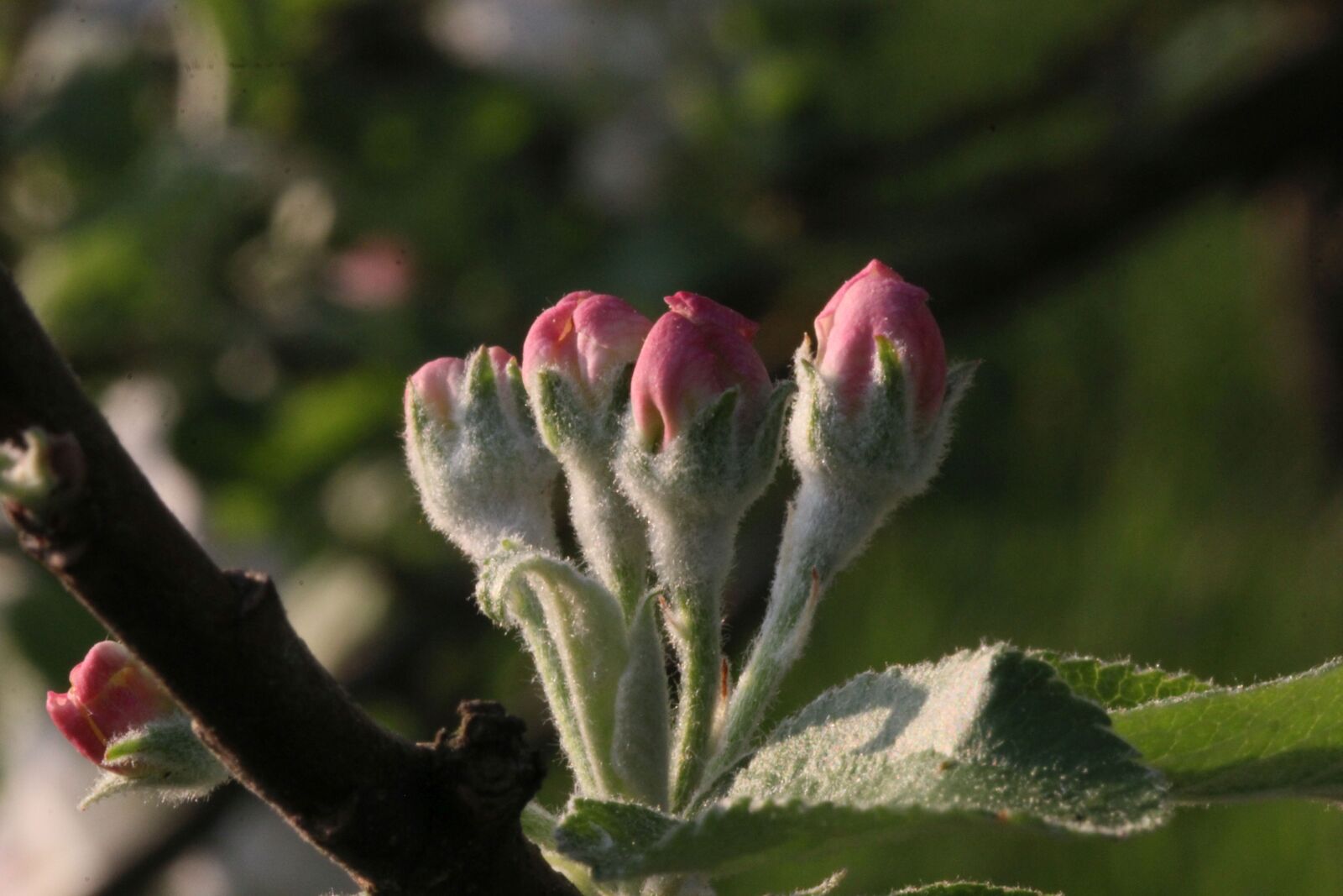Canon EF 100mm F2.8L Macro IS USM sample photo. Flowers, close up, branch photography