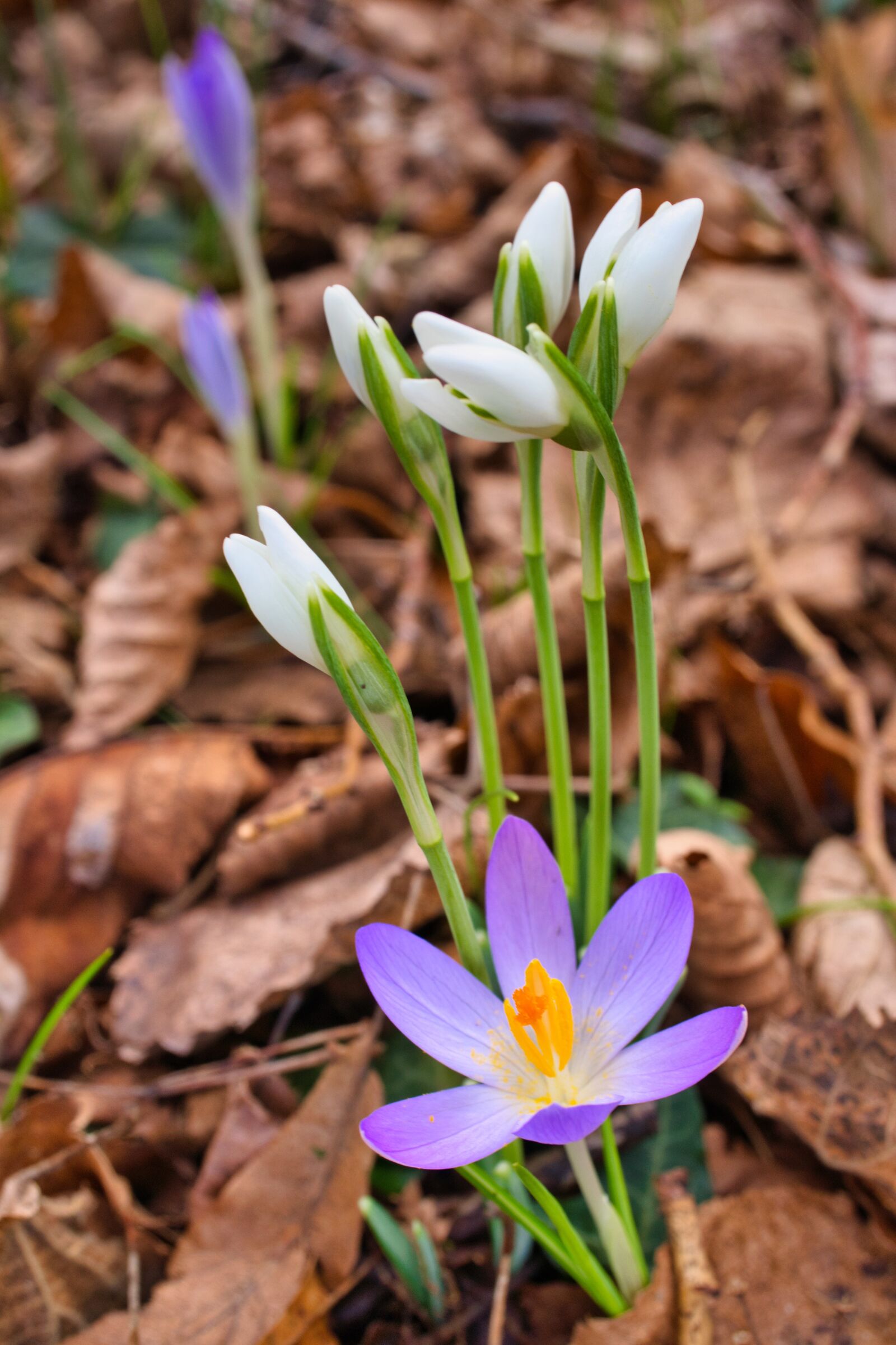 Sony E 30mm F3.5 Macro sample photo. Crocus, snowdrop, leaves photography