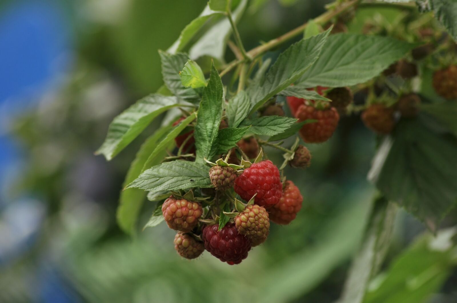 Nikon D90 sample photo. Raspberry, matures, bush photography