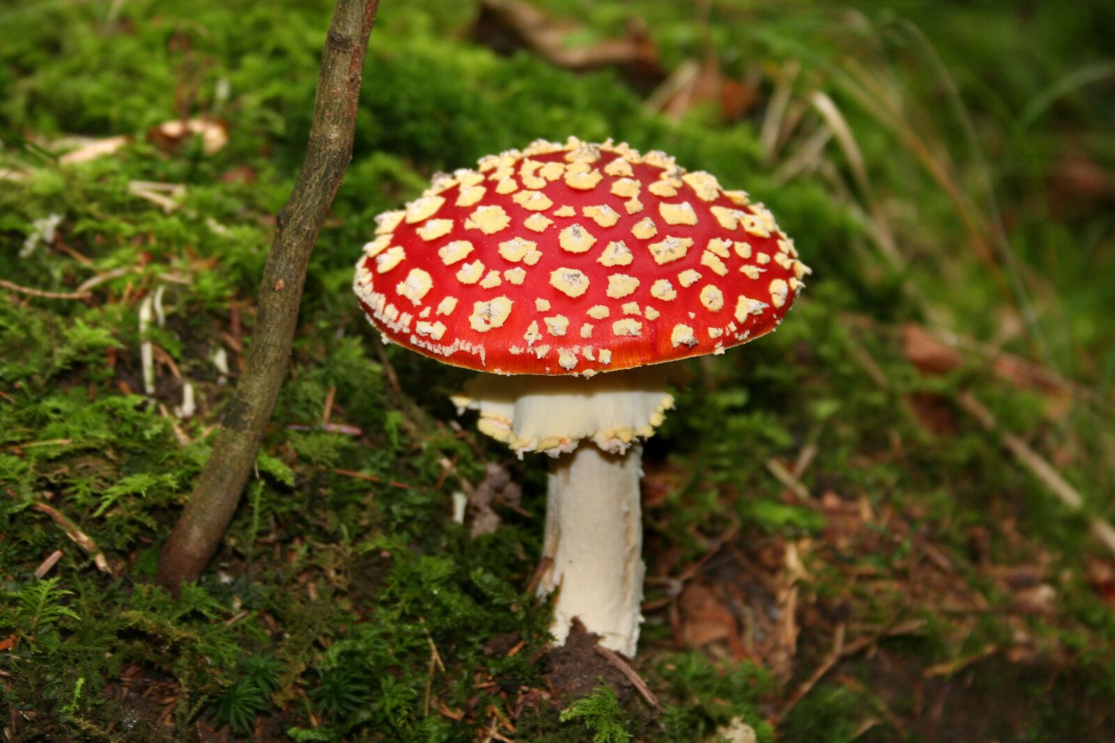 Canon EOS 350D (EOS Digital Rebel XT / EOS Kiss Digital N) sample photo. Fly agaric, forest mushroom photography