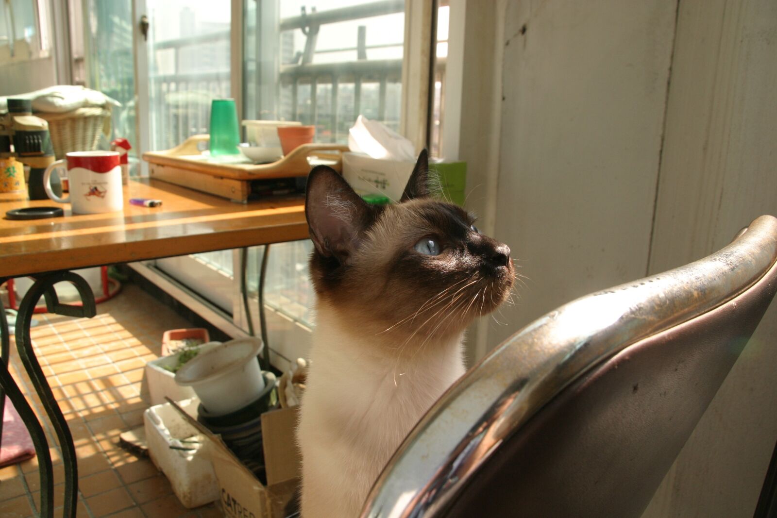 Canon EOS 10D sample photo. Cat, out of curiosity photography