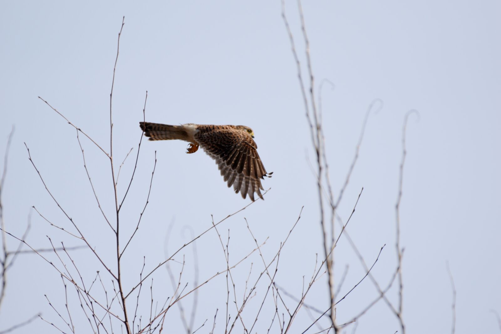 Nikon D5600 sample photo. Valk, bird of prey photography