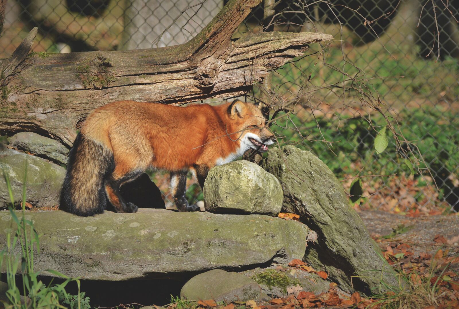 Nikon D3200 sample photo. Red fox, fuchs, wild photography