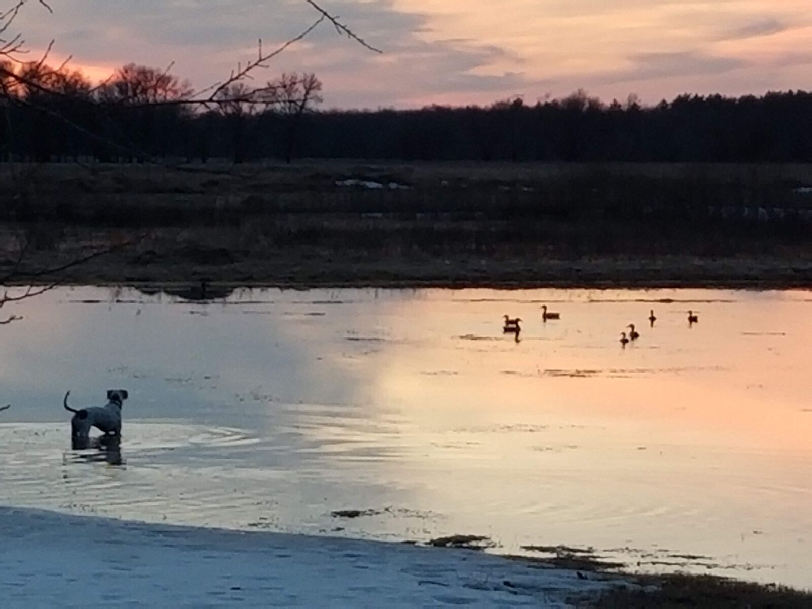 Samsung Galaxy S8 sample photo. Dog, sunset, ducks photography