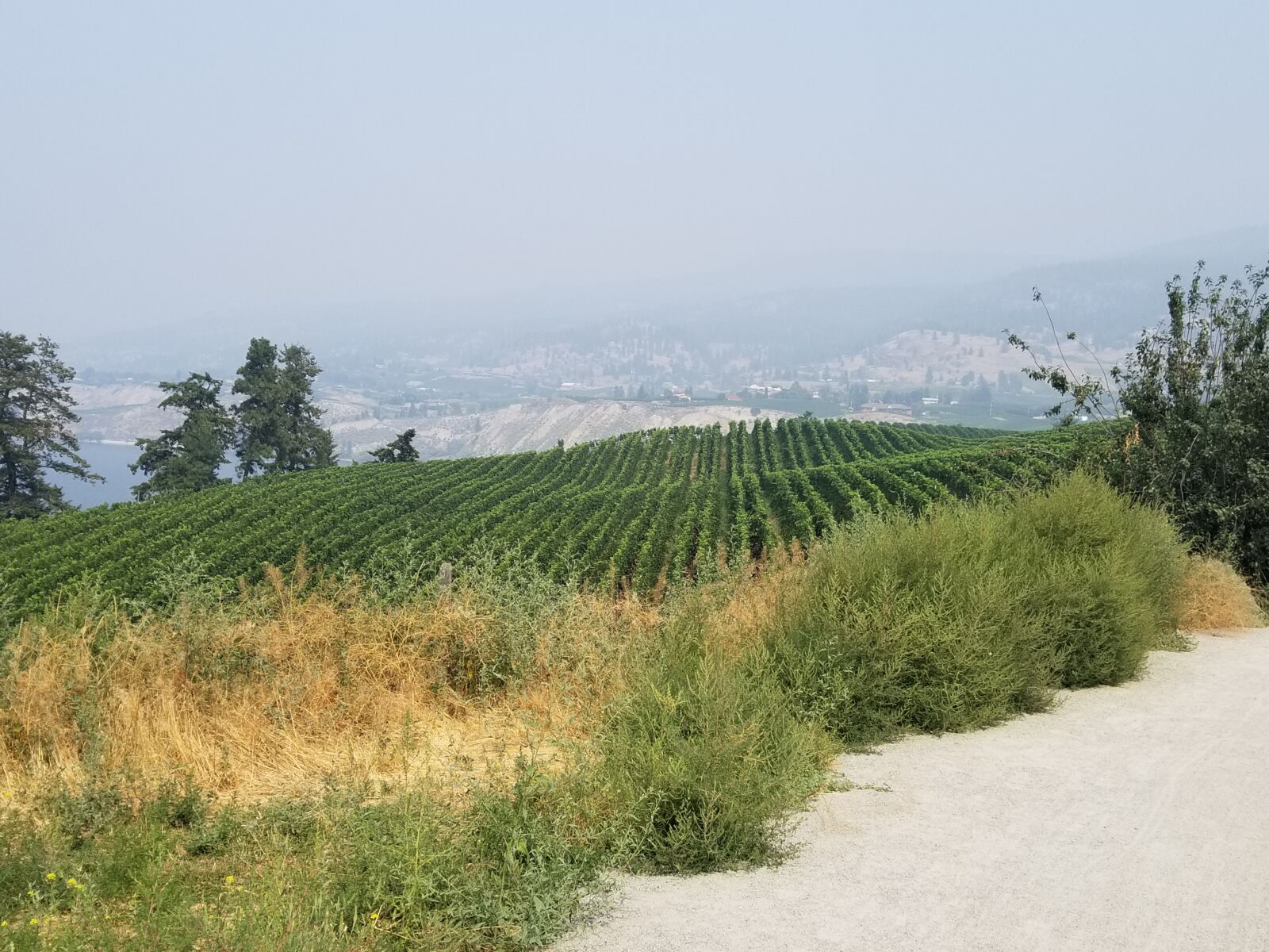 Samsung Galaxy S8+ sample photo. Penticton, canada, vineyard photography