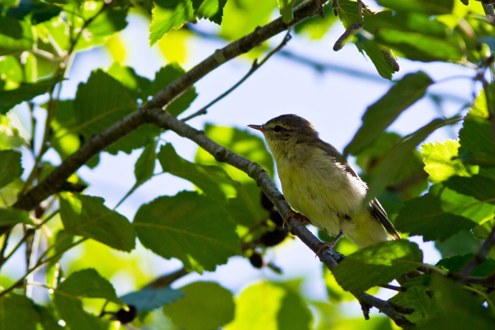Canon EOS 7D sample photo. "Willow, bird, nature" photography