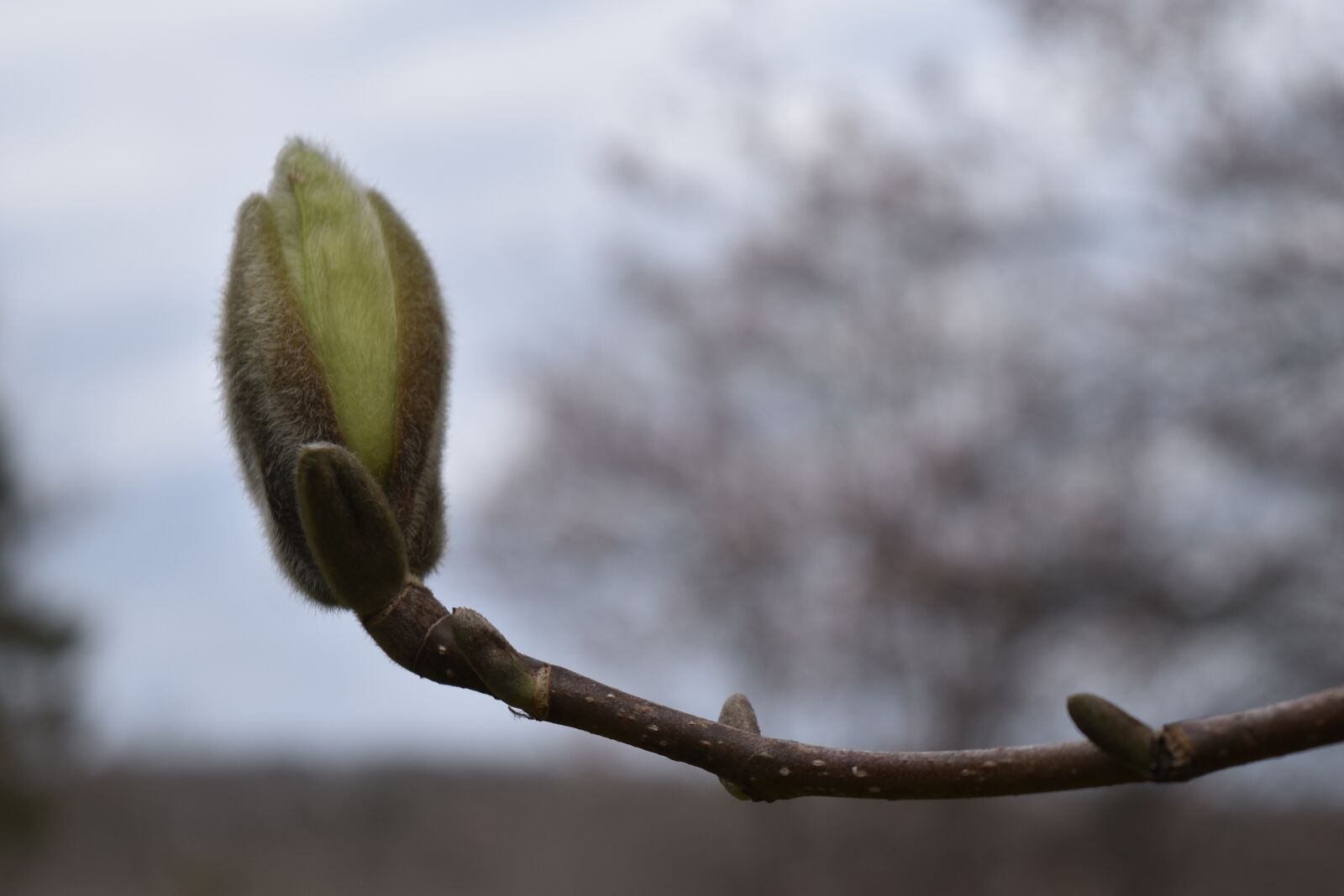 Nikon D5500 sample photo. Spring, tree, branch photography
