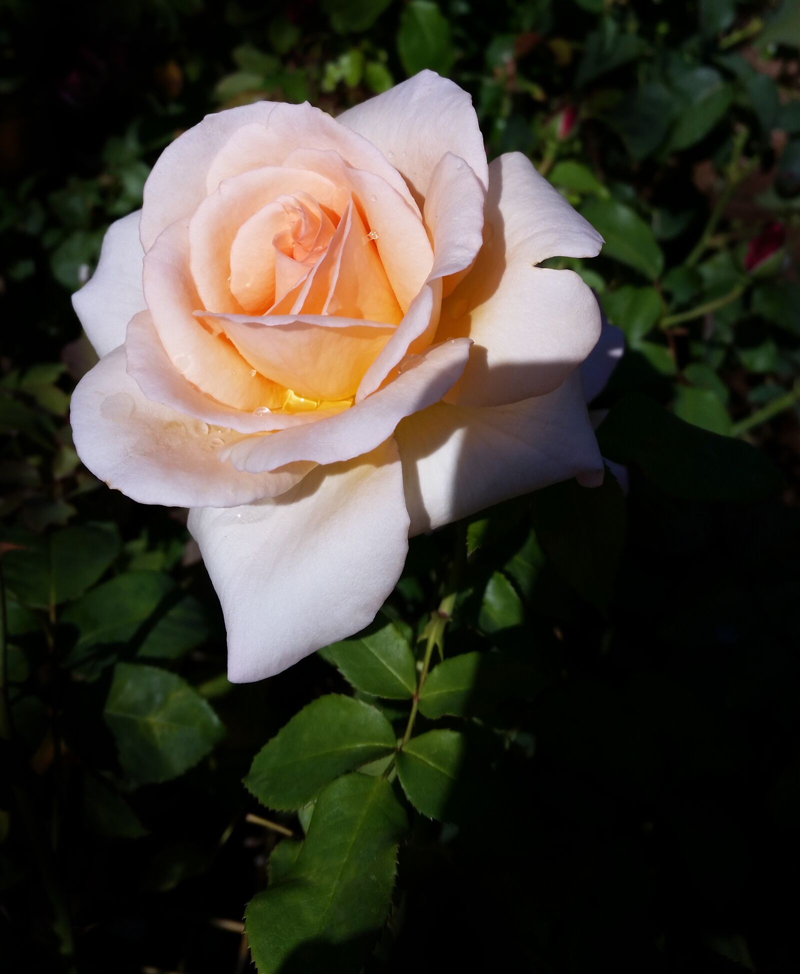 Samsung Galaxy S5 sample photo. Rose, pink, flower photography
