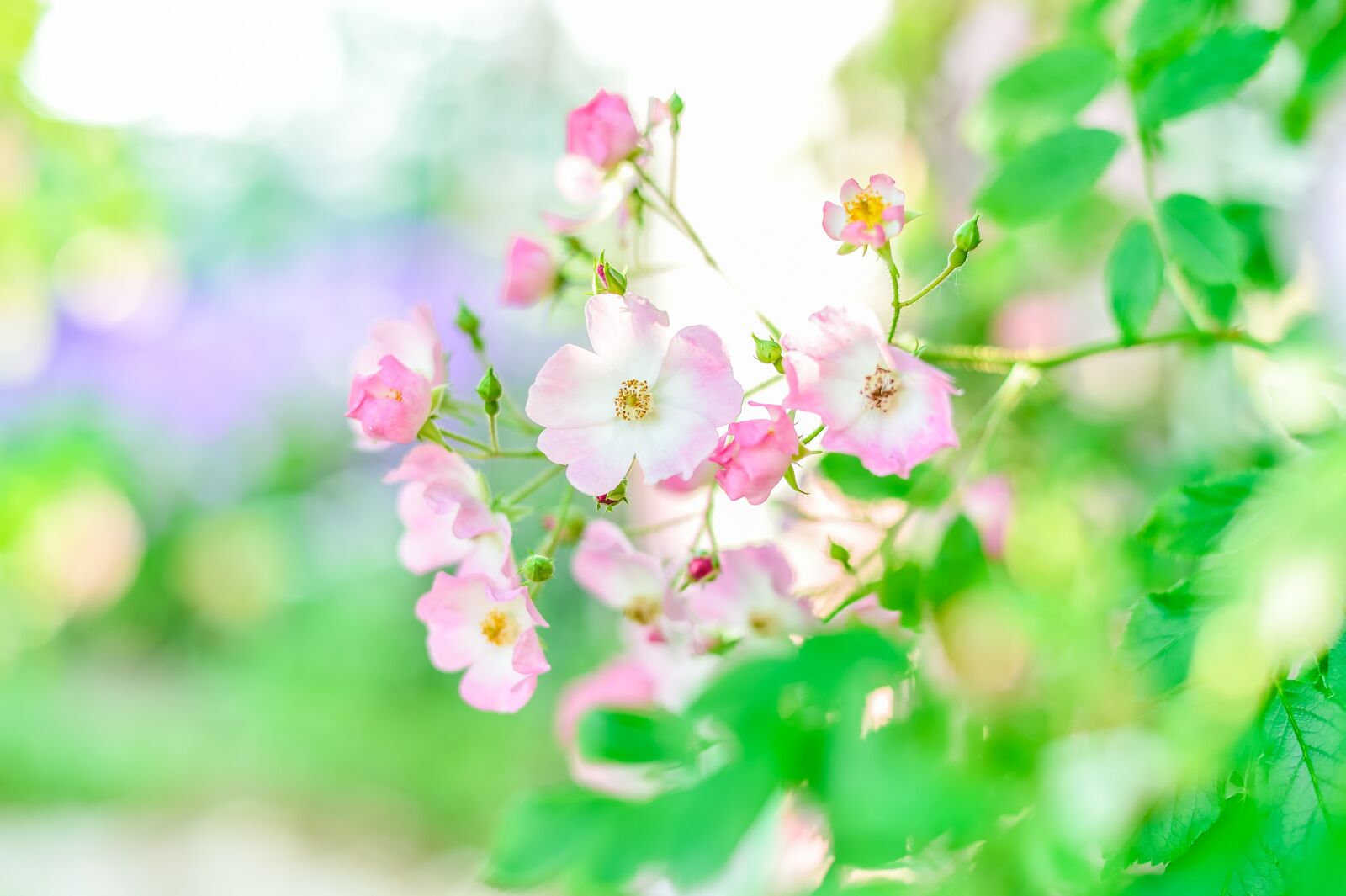 Nikon Df sample photo. In the early summer photography
