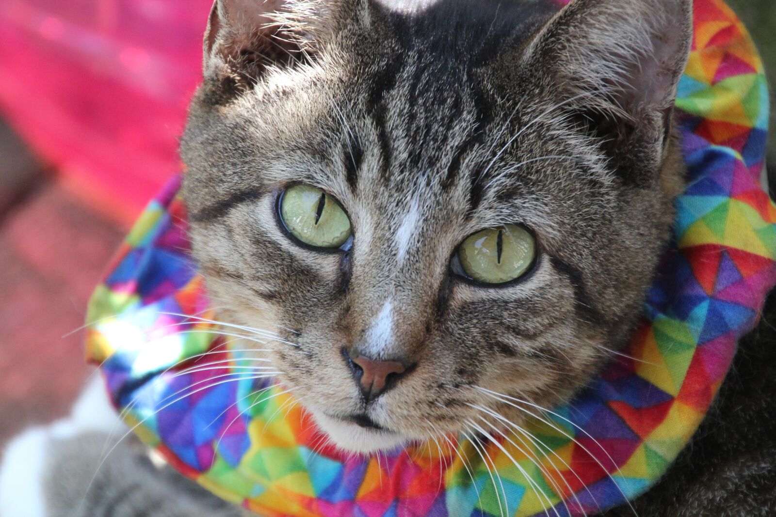 Canon EOS 550D (EOS Rebel T2i / EOS Kiss X4) sample photo. Cat, feline, henry photography