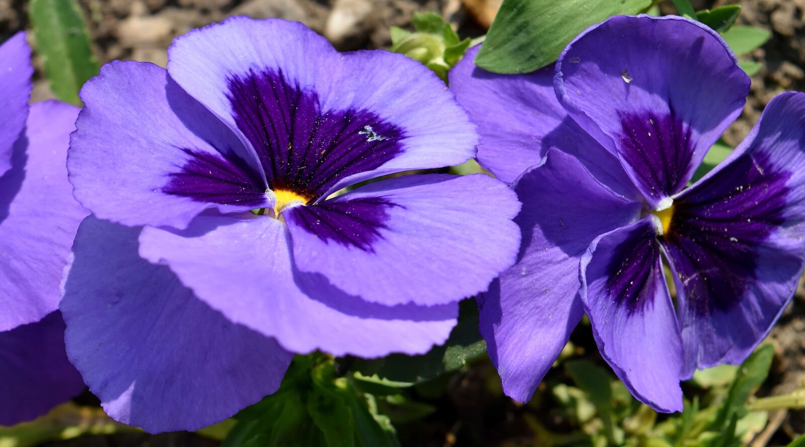 Nikon D5500 sample photo. Horticulture, flower, nature, flowers photography