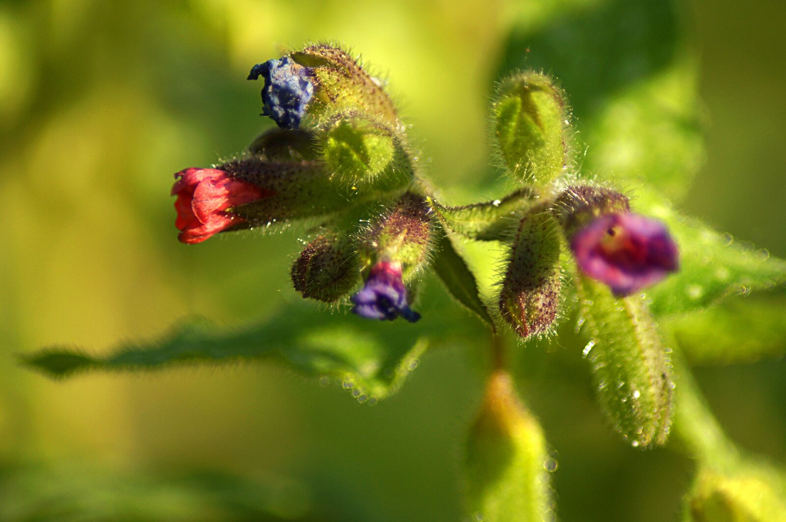 Sony SLT-A57 sample photo. Flower, plant, red photography