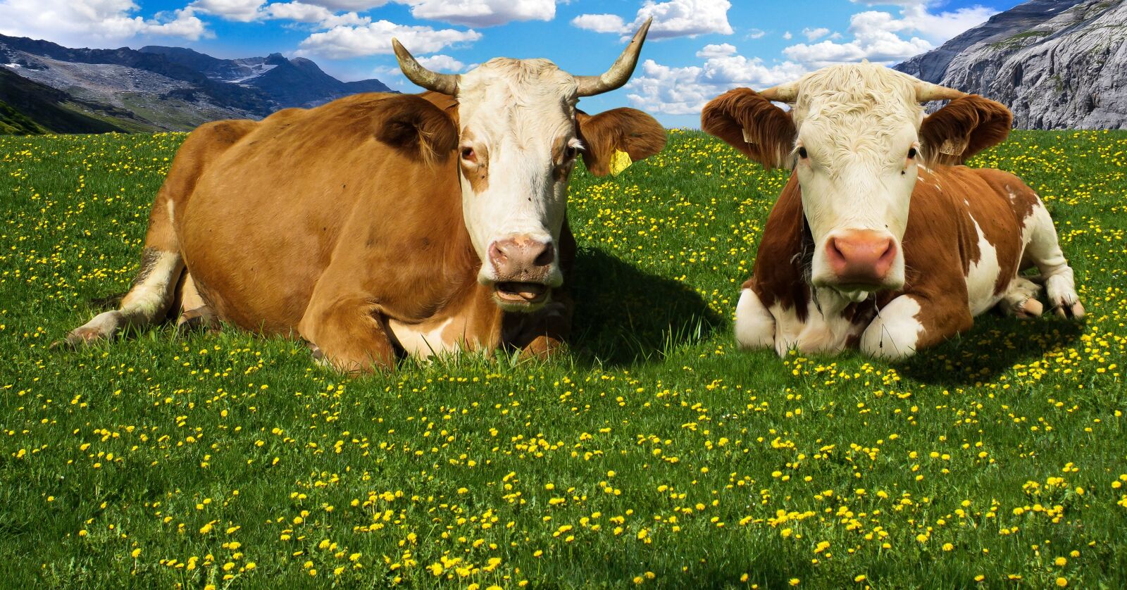 Canon PowerShot SX50 HS sample photo. Cow, alm, mountains photography