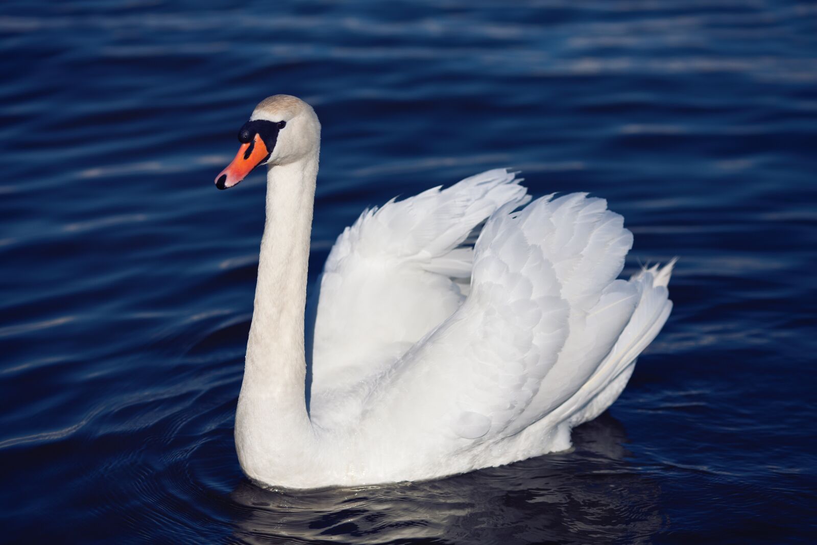 Canon EOS 5D Mark II sample photo. Nature, swan, bird photography