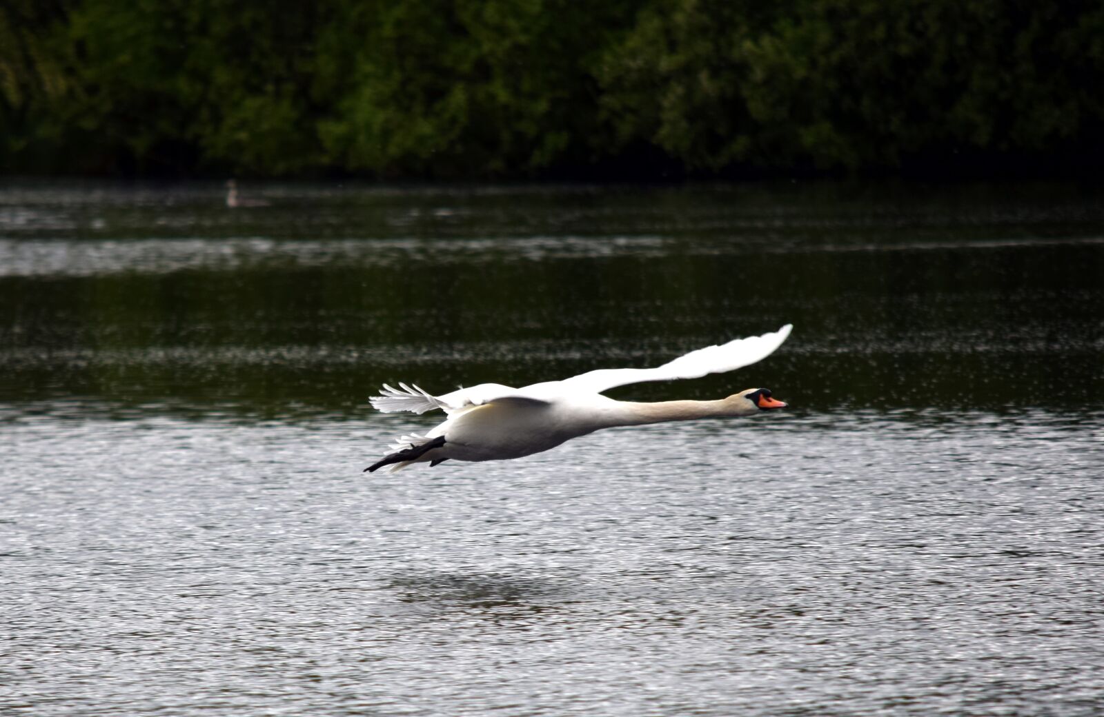 Nikon D5300 sample photo. Swan, flight, flying photography