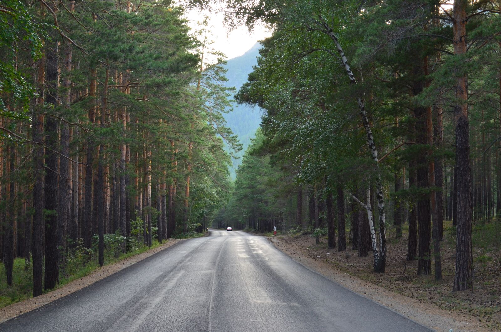 Nikon D5100 sample photo. Road, tree, direction photography
