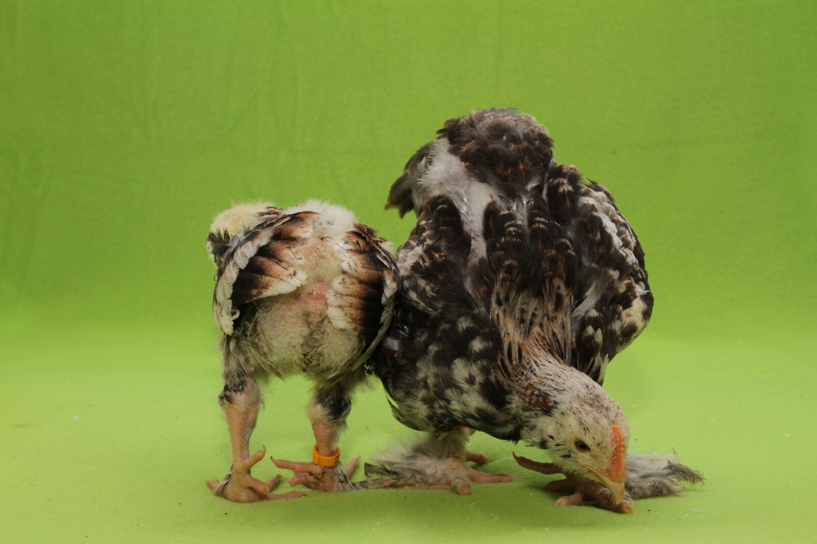 Canon EOS 7D sample photo. Chicks, salmon chick, salmon photography