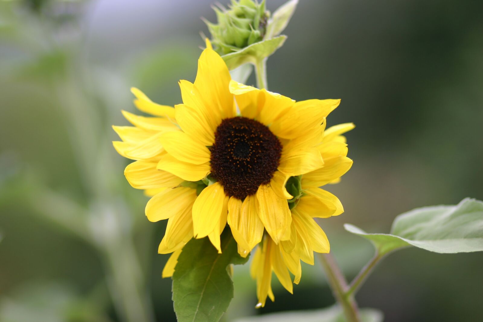 Canon EOS 300D (EOS Digital Rebel / EOS Kiss Digital) sample photo. Sunflower, flower, yellow photography