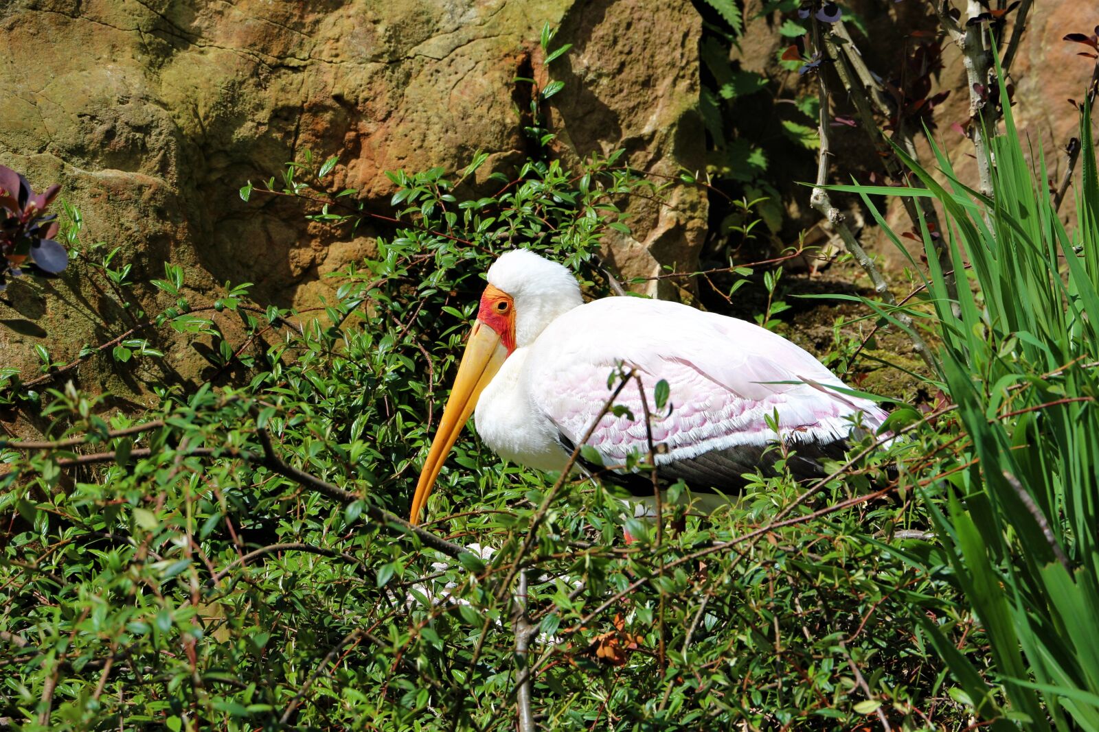Canon EOS 700D (EOS Rebel T5i / EOS Kiss X7i) sample photo. Stork, bird, beak photography