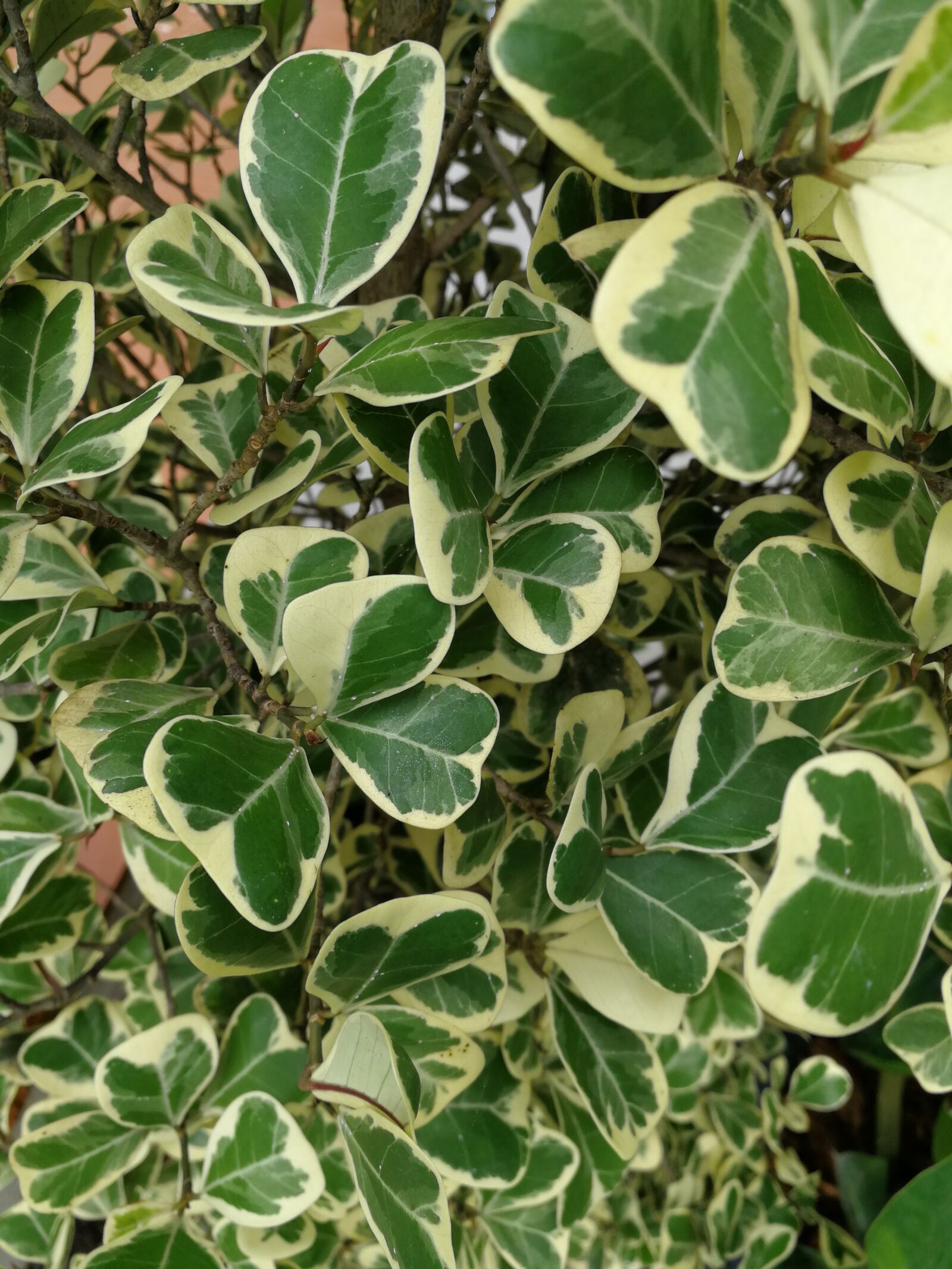 HUAWEI P10 sample photo. Leaf, flora, nature photography