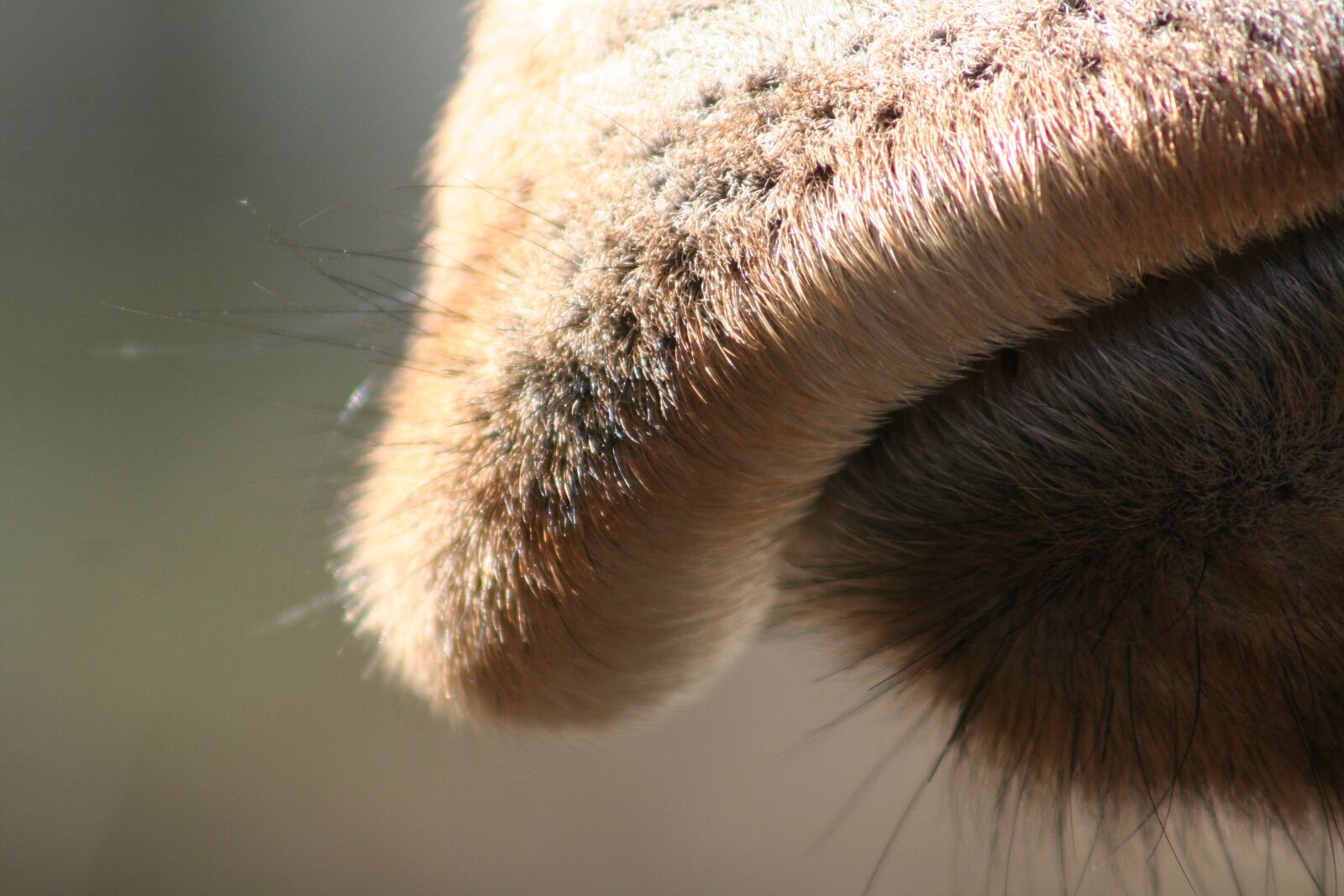 Canon EOS 350D (EOS Digital Rebel XT / EOS Kiss Digital N) sample photo. Nose, giraffe, head photography