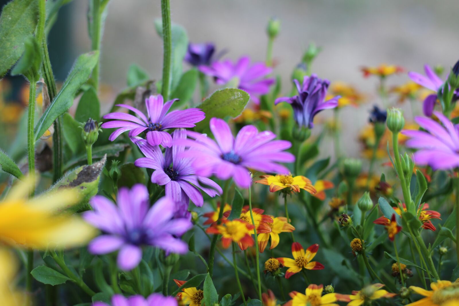 Canon EOS 600D (Rebel EOS T3i / EOS Kiss X5) + Canon EF 50mm F1.8 STM sample photo. Grass flower, natural, forest photography