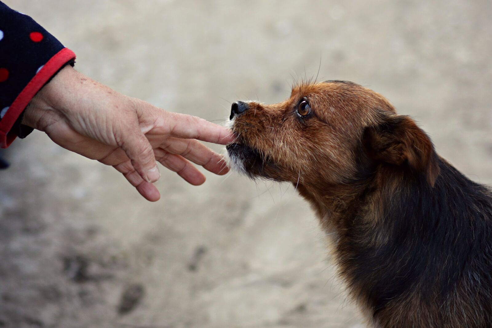 Canon EF 85mm F1.8 USM sample photo. Dog, hand, fly photography
