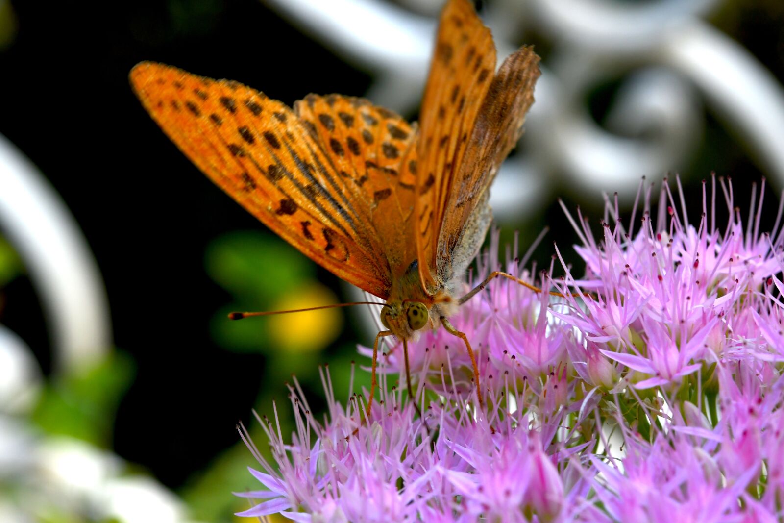 Nikon D7500 sample photo. Insect, butterfly, macro photography
