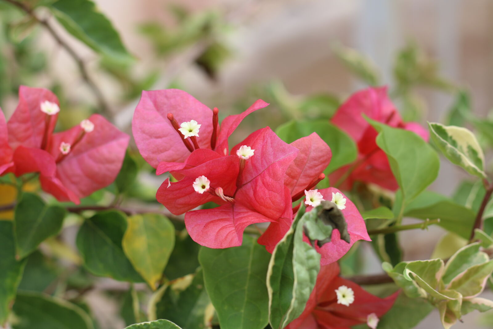 Canon EF 50mm F1.8 STM sample photo. Flower3_70d photography