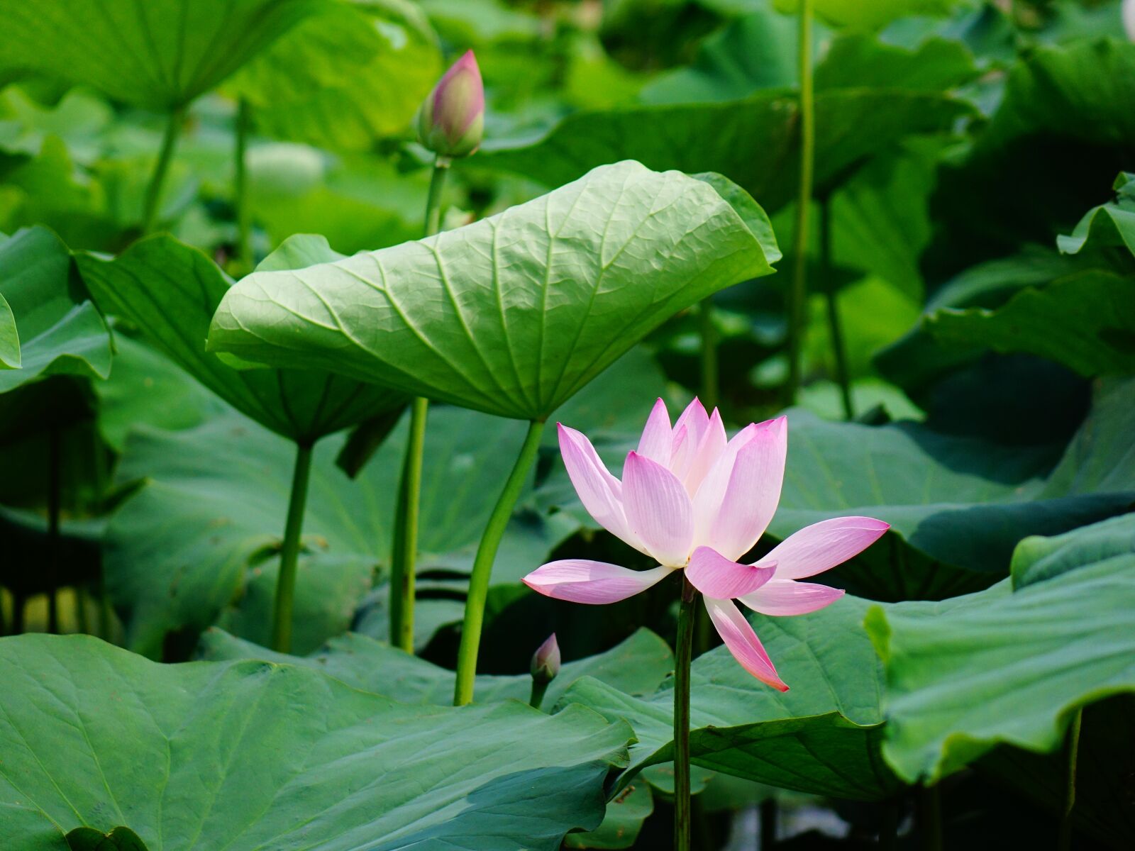 Sony Cyber-shot DSC-RX10 II sample photo. Lotus, the scenery, scenery photography