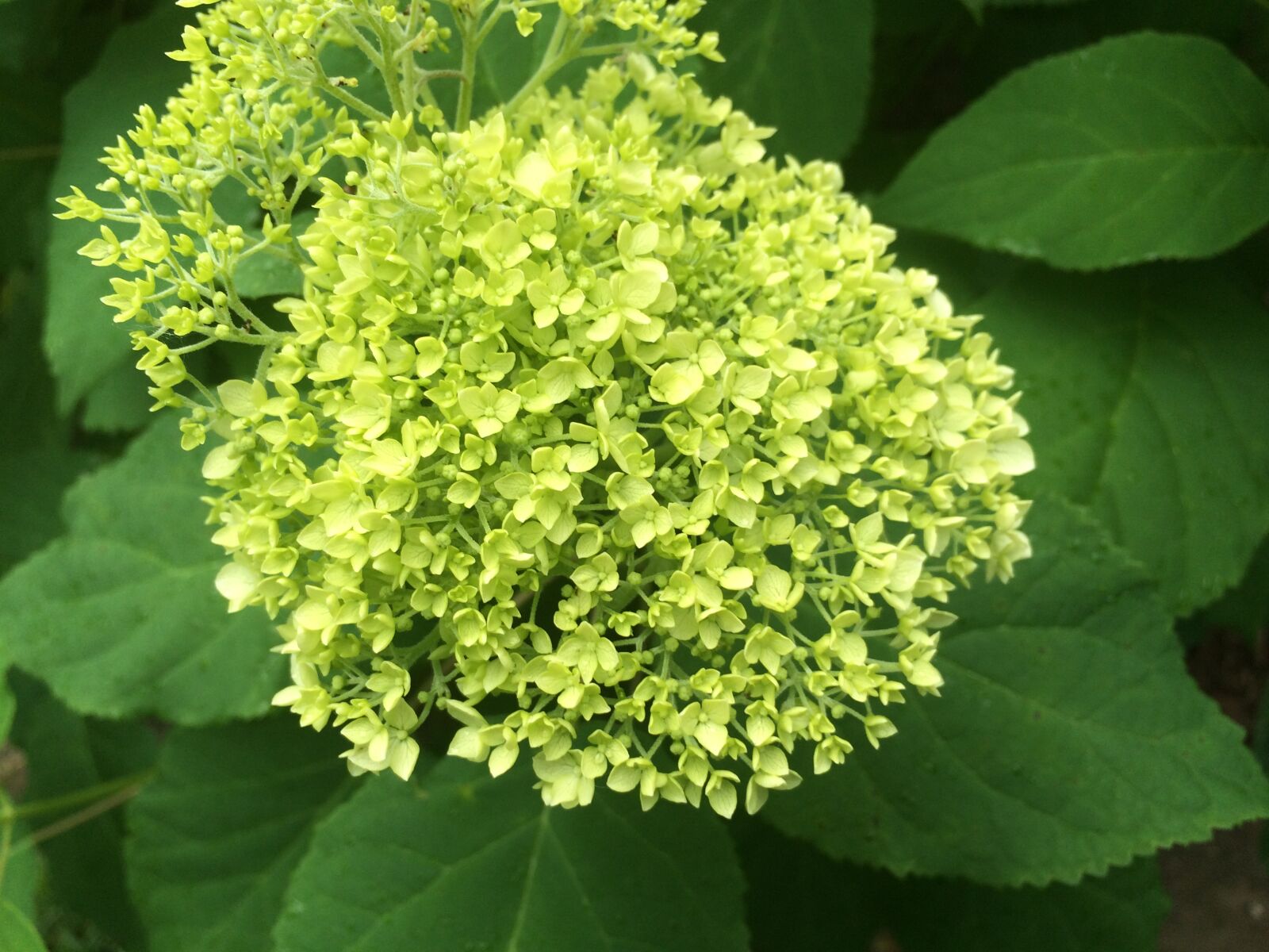 iPhone 5s back camera 4.15mm f/2.2 sample photo. Garden, green, hydrangea photography